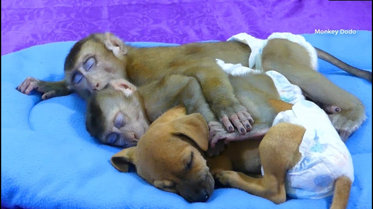 Wow Beautiful Baby Monkey!! Dodo And Small Donal Sleep Hugging Puppy Very Sweet, Sleeping Together