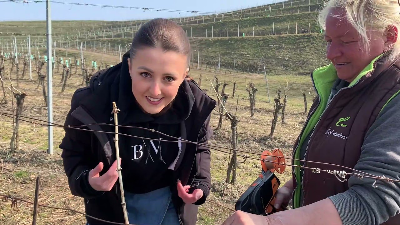 Drbna Vinařka, vyvazování vinohradu