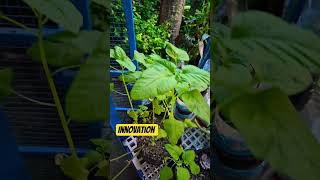 innovation 2 of ariya veteriner in date 24.4.2026