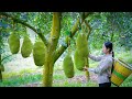 Amazing jackfruit ! Used for fruit and Chinese food｜40斤一個的菠蘿蜜，成熟後除了做菠蘿蜜幹，還能做成美食｜野小妹 wild girl