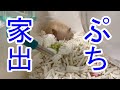 こんちゃんプチ家出？！【ハムスター】