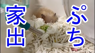 こんちゃんプチ家出？！【ハムスター】
