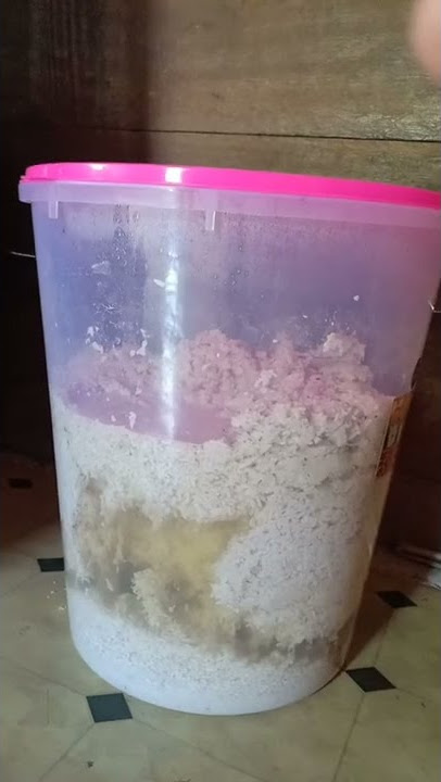 Airnya Mulai Banyak Guys ‼️Hasil Fermentasi Tuak Ketan