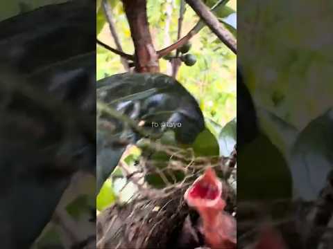 panen anak burung cendet #tayobolang