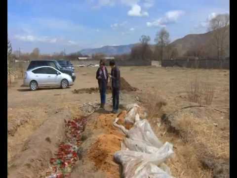 Видео: Улаан жимсний нэр юу вэ? Улаан жимс бүхий бут сөөг (фото)