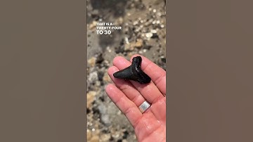 AMAZING tooth from Megalodon’s ancestor C. angustidens found on an Island Adventure! 🦈😱 #fossils