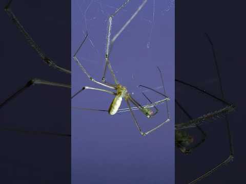 Cellar Spiders Attack Prey at 1,000fps