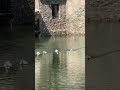 Ducks swimming #duck #swimming #ducks