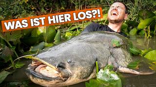 Ich habe noch nie SO große Welse gefangen...