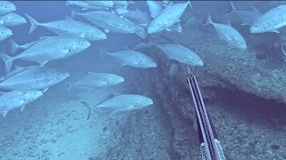 Spearfishing Deep Ledges Holding GREAT Fish