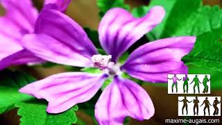 Lixtenf N9
