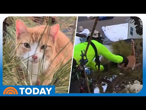 Adorable Cat Rescued After Being Stuck in Tree for 3 Days thumbnail