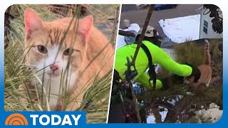 Adorable Cat Rescued After Being Stuck in Tree for 3 Days