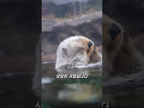 해달이 자신의 얼굴을 비비는 이유 thumbnail