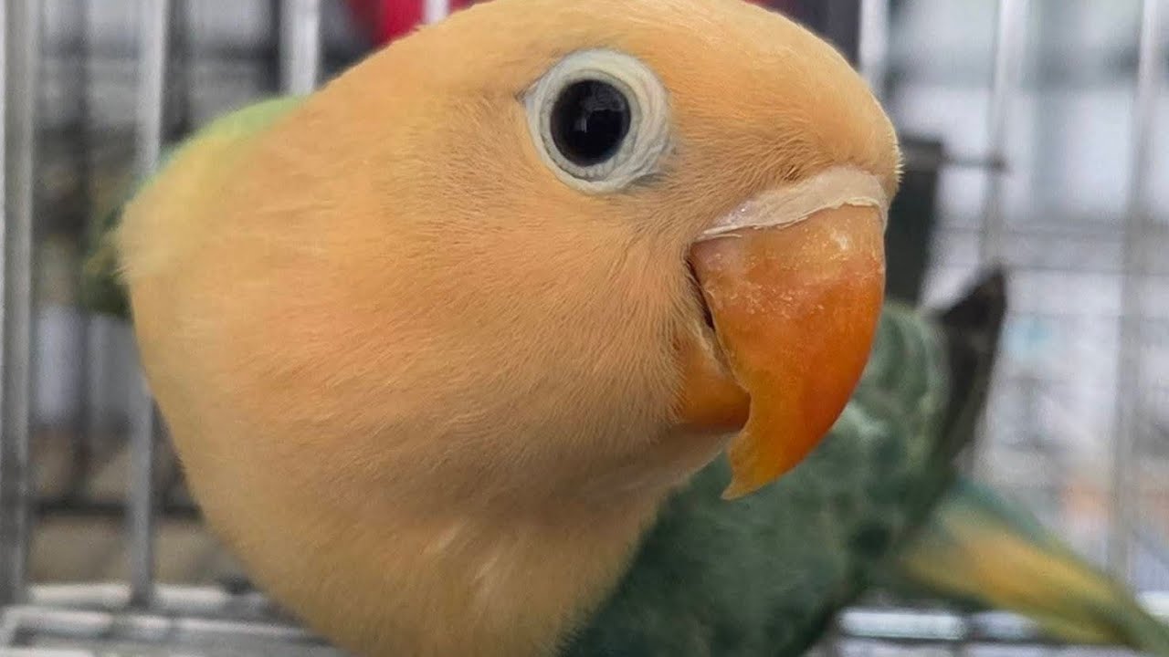 African lovebirds breeding hobby dun fallow sun check connur exotic Birds 