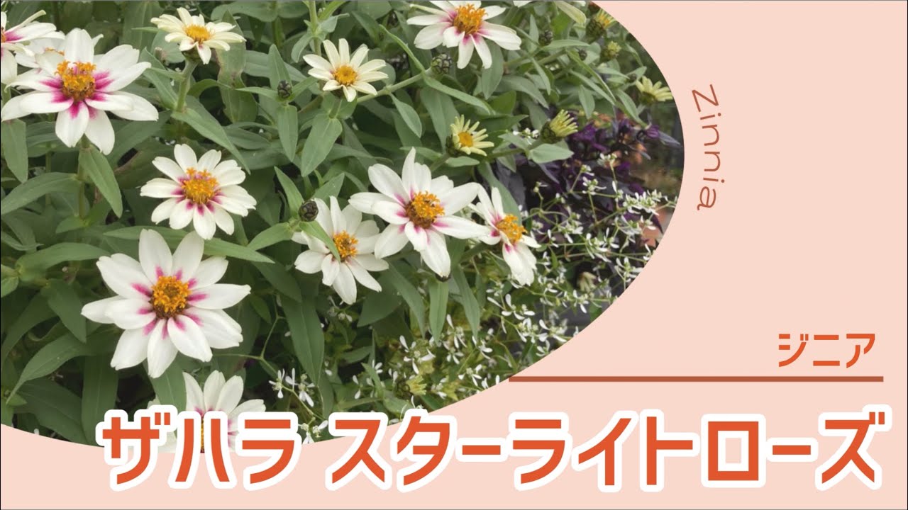 絞り染め、秘めたる花 絞り染め、秘めたる花 絞り染め、秘めたる花