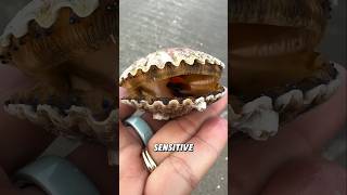 Scallops: The Only Shellfish That Can Swim Like a Pro #shorts