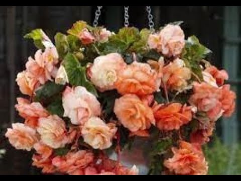 Бегония/Посев/Всходы/Пикировка/ Сезон 2022