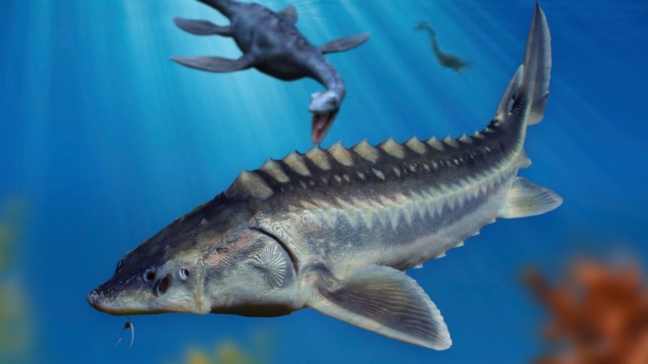 Jurassic Fish: Imperiled Survivor Off Our Shores