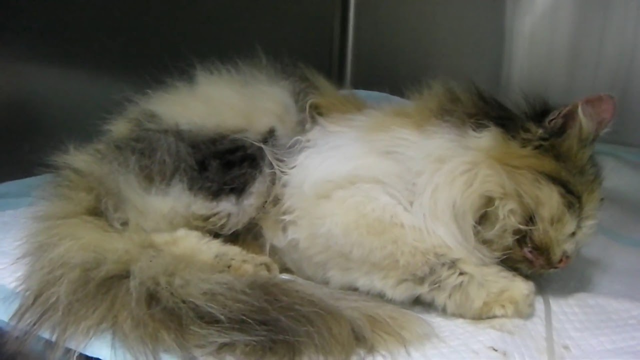 ANIMAL ABUSE IN OKINAWA, JAPAN - YouTube