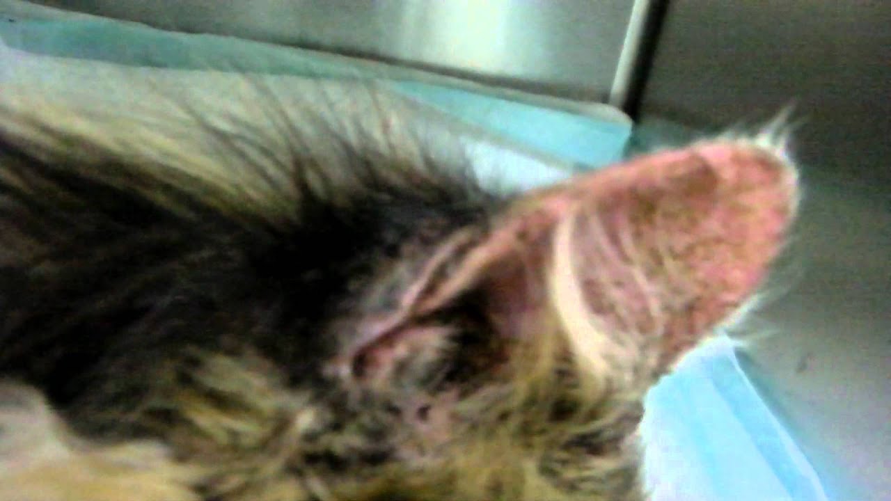 ANIMAL ABUSE IN OKINAWA, JAPAN - YouTube