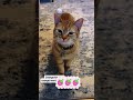 #funny #funnyprank #pets #video