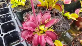 Venus Flytrap Feeding - Digested Centipede Update