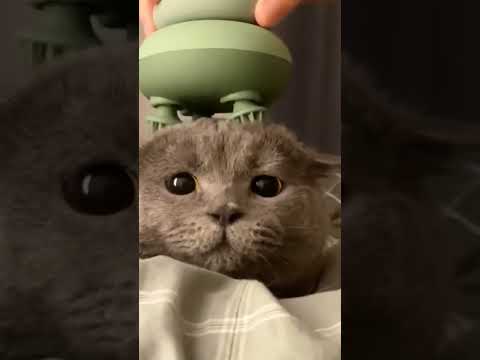 котик