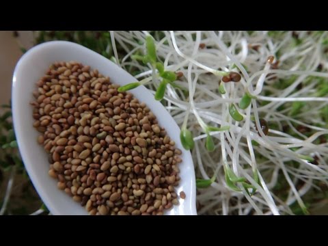 How To Grow Alfalfa Sprouts - Cheap Easy Method