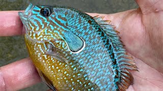 Fishing the Illinois river and camping at Wedington WMA