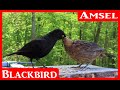 Junge Amseln beim füttern und Amsel singt - Blackbird singing