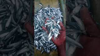 Hasil Jaring Persiapan Umpan Hari Ini