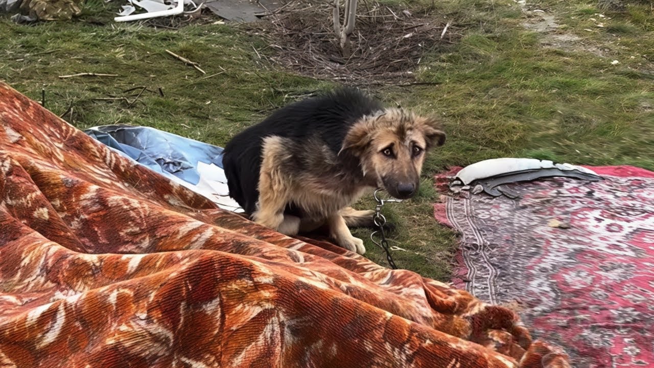 Hopelessly chained in a Junkyard— She Had Never Known Love, Only Pain & Garbage Around Her