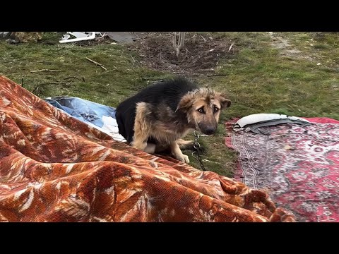 Hopelessly chained in a Junkyard— She Had Never Known Love, Only Pain & Garbage Around Her