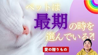 【ペットが亡くなるタイミング】家族がいる時や飼い主の留守中など