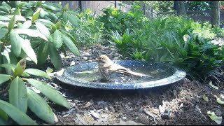 Bird Bath, April 24, 2024 (2/4)