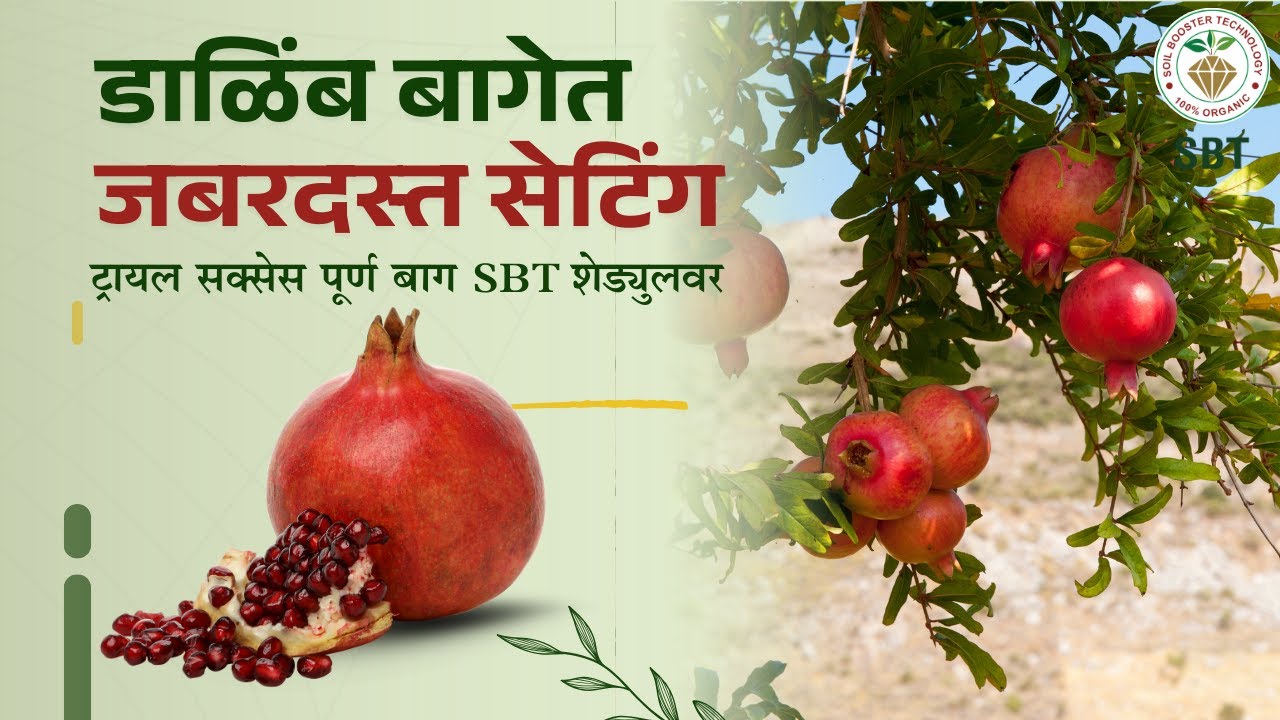 डाळिंब बागेत जबरदस्त सेटिंग | ट्रायल सक्सेस पूर्ण बाग SBT शेड्युलवर, बेसल डोसच्या दिशेने मुळांची वाढ