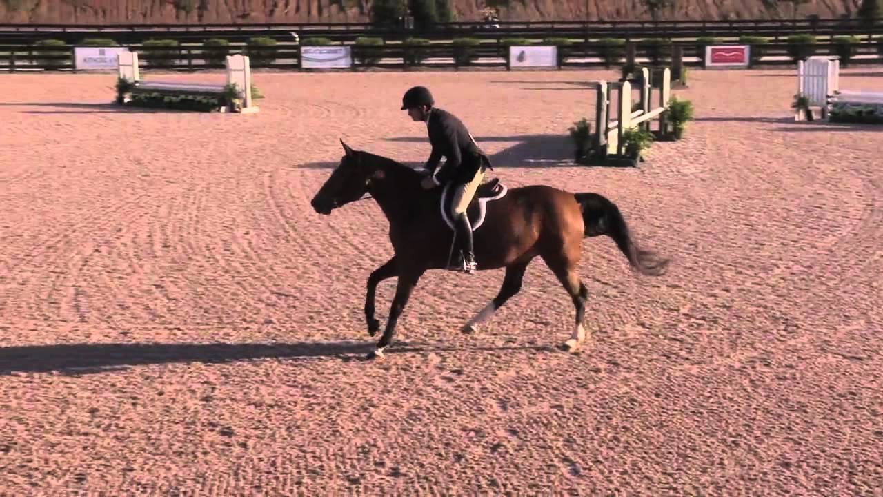 Calissi Wins over Fences and is Champion in Baby Green Hunters at Tryon Fall 4