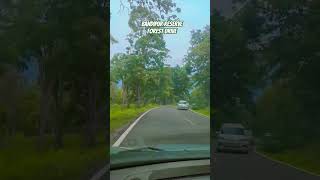bandipur reserve forest drive towards ooty #ootytrip #nature #miniooty