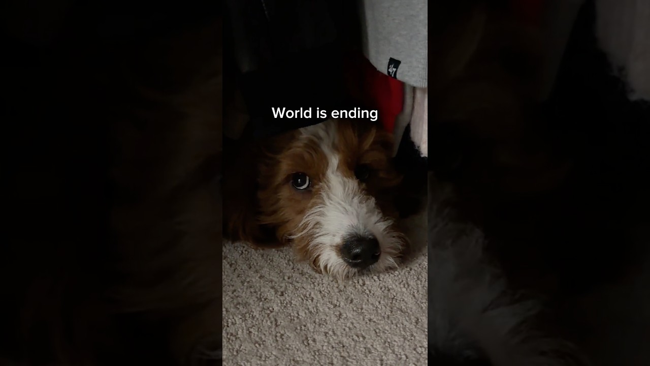 Daisy’s least favorite time of year #dogs