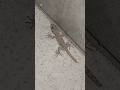 Lizard Sound 2 