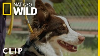 Building Trust with Todd | Cesar Millan: Better Human Better Dog