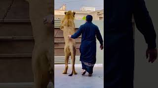 lion ha cat nhi |Mian Saqib| #lion #tigerspotted #angrytiger #animallife #viral #short  #animalover
