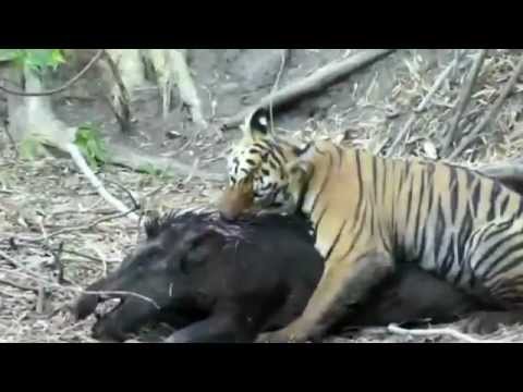 Tiger Cub Attacks Huge Wild Boar Then Eats It Alive! (Brains For Breakfast!)