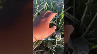 A Tropical Country With Ice-Covered Plants?