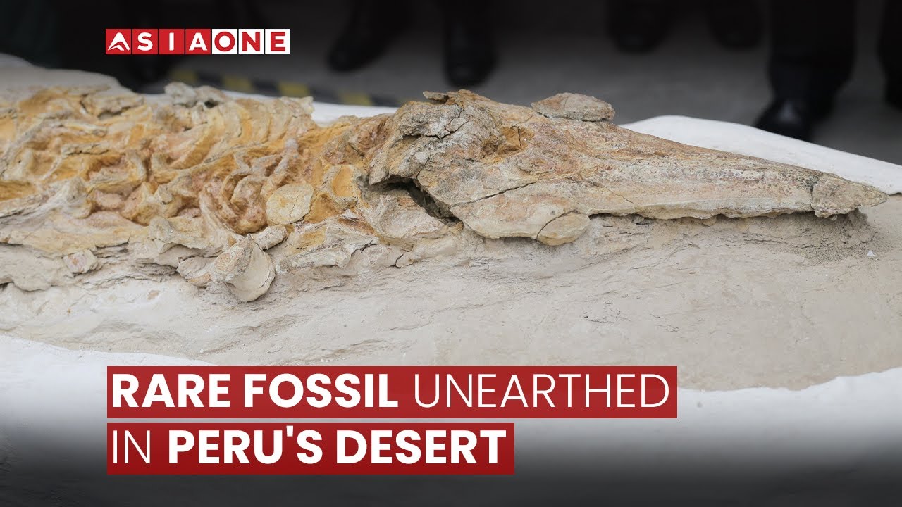 Rare Fossil Unearthed In Peru's Desert | Asia One News