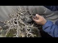 Bonsai master cut the maple tree. Part 1.