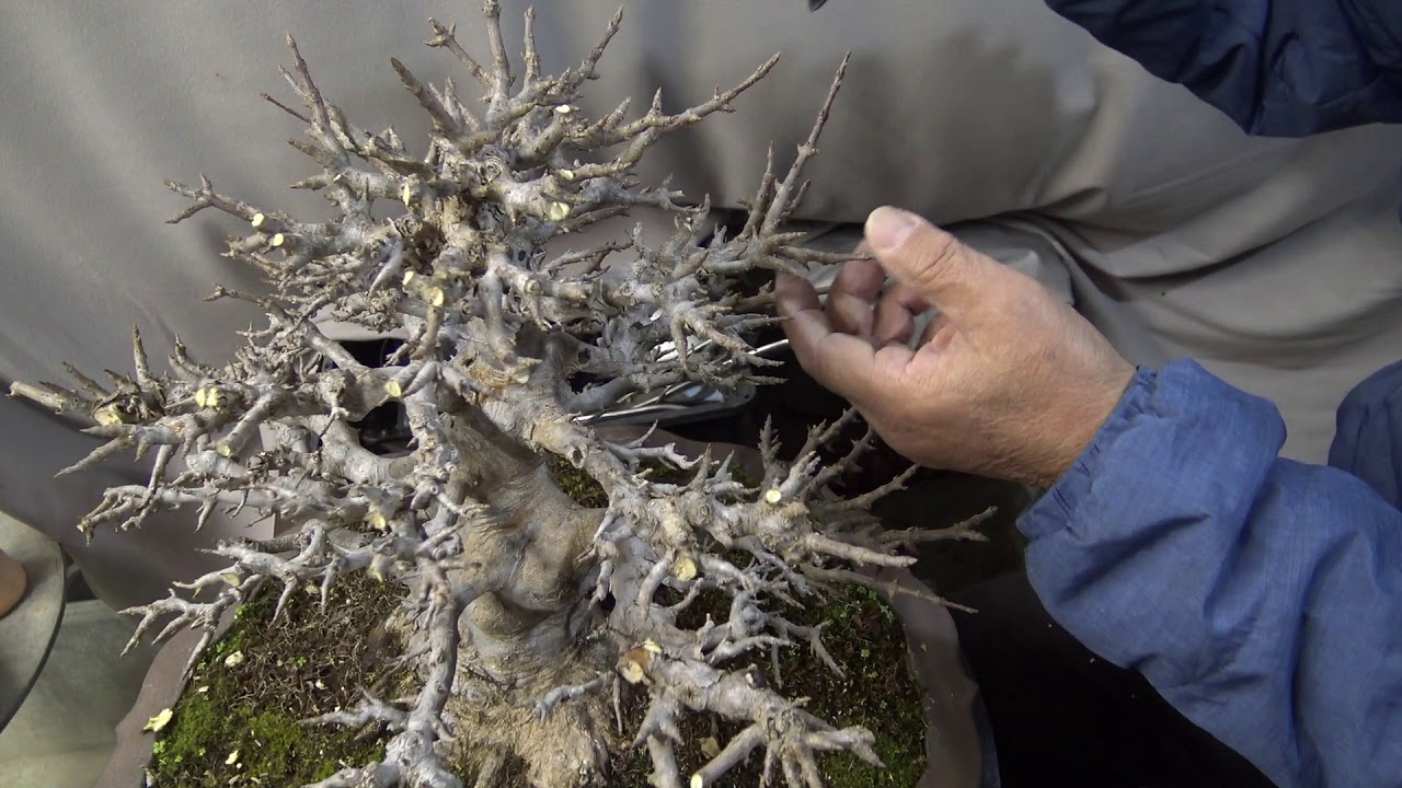 Bonsai master cut the maple tree. Part 1. YouTube