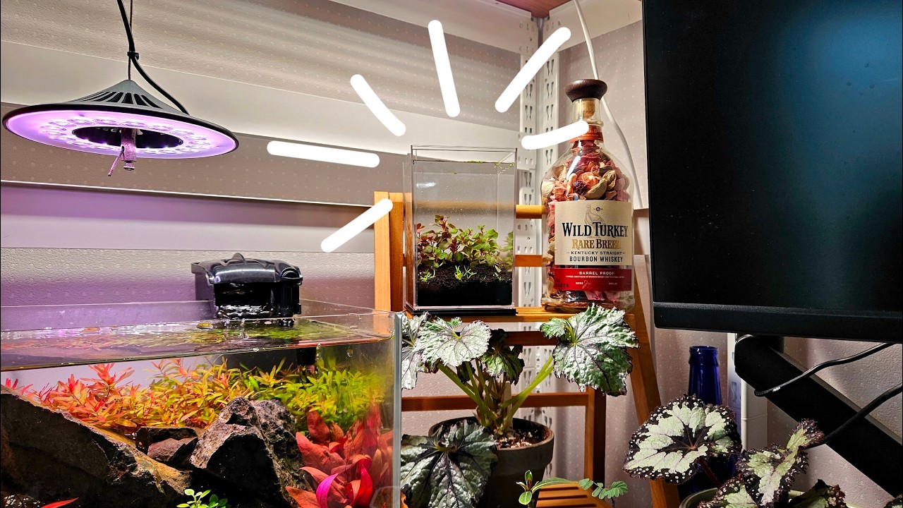 다이소에서 사온 아크릴 어항??