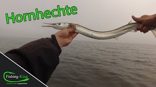 HornhechtAngeln mit Naturködern  so geht's  | FishingKing.de